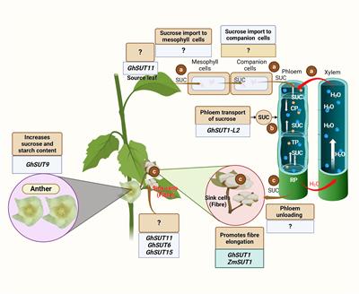 Improved cotton yield: Can we achieve this goal by regulating the coordination of source and sink?